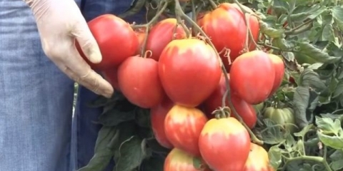 Šećer od rajčice nastasya: recenzije, fotografije, prinos
